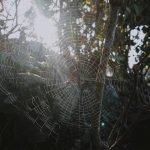 Master class: discover the power of biomimicry for innovative business models