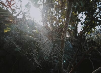 Biomimicry-masterclass